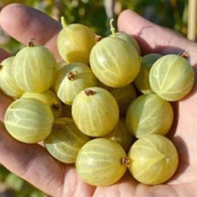 Крыжовник БЕРИЛЛ  Крыжовник БЕРИЛЛ в Хабаровске