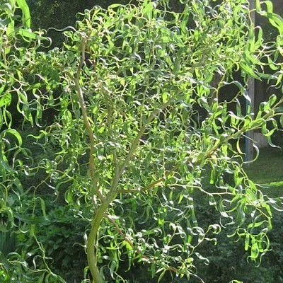 Ива МАТСУДАНА в Хабаровске