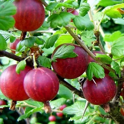 Крыжовник КОНСУЛ  Крыжовник КОНСУЛ в Хабаровске