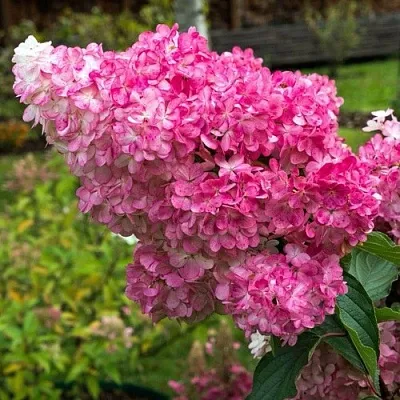 Гортензия МЕГА МИНДИ метельчатая  Гортензия МЕГА МИНДИ метельчатая в Хабаровске