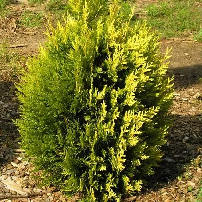 Туя КОППЕР ГОЛД западная в Хабаровске