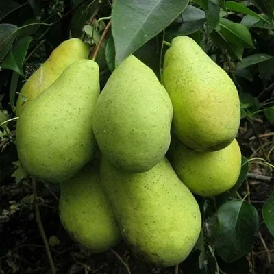 Груша ФЕВРАЛЬСКИЙ СУВЕНИР в Хабаровске