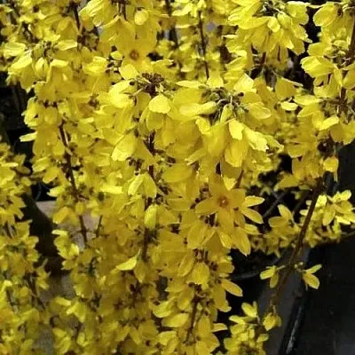 Форзиция ГОЛДРАУШ  Форзиция ГОЛДРАУШ в Хабаровске