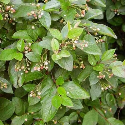 Кизильник блестящий — описание сорта Кизильник блестящий в Хабаровске