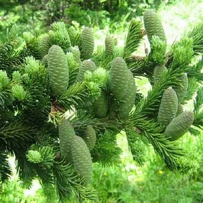 Пихта белая  Пихта белая в Хабаровске