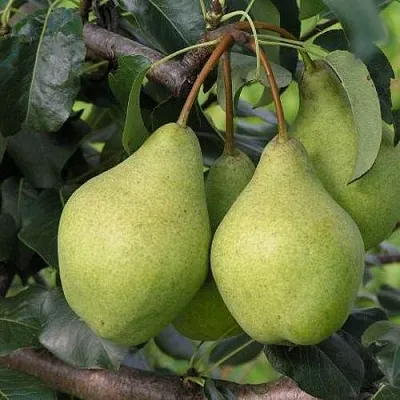 Груша ОРЛОВСКАЯ ЛЕТНЯЯ в Хабаровске