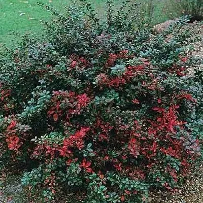 Барбарис РЕД ДЖЕВЕЛ средний   Барбарис РЕД ДЖЕВЕЛ средний  в Хабаровске