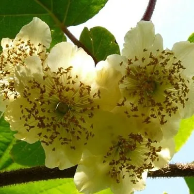 Актинидия АТЛАС (МУЖСКОЙ) в Хабаровске