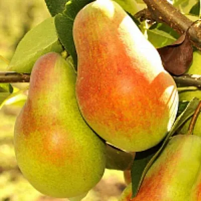 Груша РУССКАЯ КРАСАВИЦА (КРАСАВИЦА ЧЕРНЕНКО) в Хабаровске