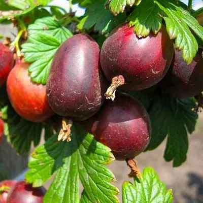 Крыжовник ЧЕРНОСЛИВОВЫЙ  Крыжовник ЧЕРНОСЛИВОВЫЙ в Хабаровске