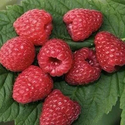 Малина ЗЮГАНА  Малина ЗЮГАНА в Хабаровске