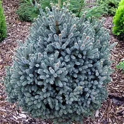 Ель НАНА сизая в Хабаровске