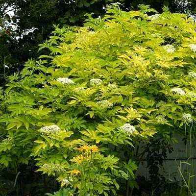 Бузина черная АУРЕА  Бузина черная АУРЕА в Хабаровске