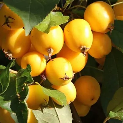 Яблоня ГОЛДЕН ХОРНЕТ декоративная  Яблоня ГОЛДЕН ХОРНЕТ декоративная в Хабаровске