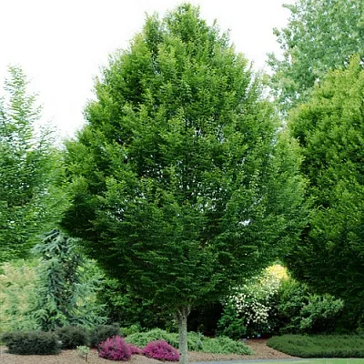 Граб  Граб в Хабаровске