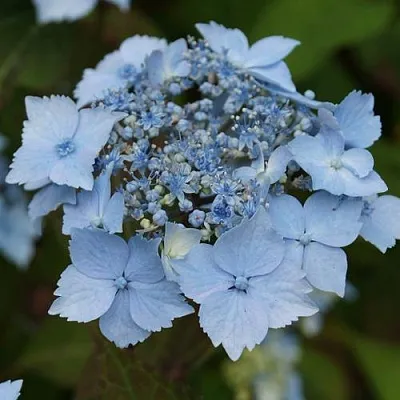Гортензия БЛЮ ДЕКЛ пильчатая  Гортензия БЛЮ ДЕКЛ пильчатая в Хабаровске