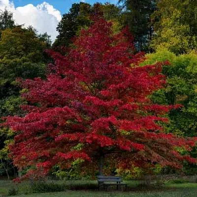 Дуб болотный  Дуб болотный в Хабаровске