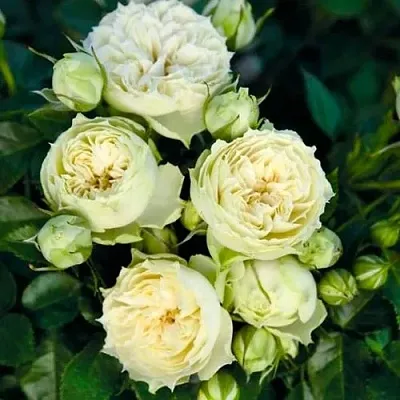 Саженцы роз БЛАНШЕТТ спрей  Саженцы роз БЛАНШЕТТ спрей в Хабаровске