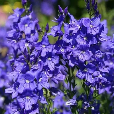 Вероника австрийская в Хабаровске