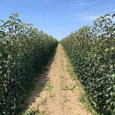 Саженцы почтой и ТК  Саженцы почтой и ТК в Хабаровске