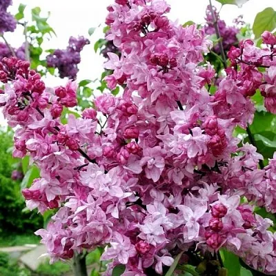 Сирень ОЛИМПИАДА КОЛЕСНИКОВА в Хабаровске