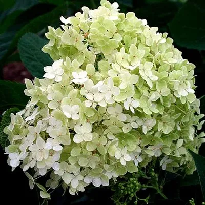 Гортензия СТЕРИЛИС древовидная  в Хабаровске