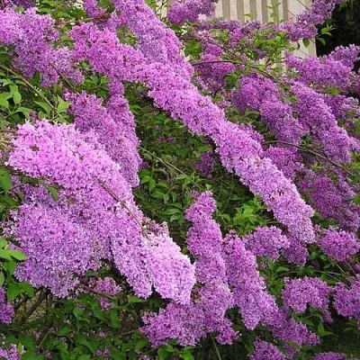 Сирень КИТАЙСКАЯ  Сирень КИТАЙСКАЯ в Хабаровске