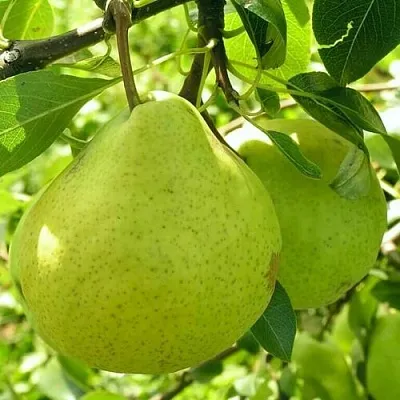 Груша ДАЛИКОР колонновидная  Груша ДАЛИКОР колонновидная в Хабаровске