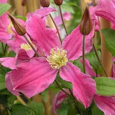 Клематис ИНСПИРЕЙШН ЗОЙН  Клематис ИНСПИРЕЙШН ЗОЙН в Хабаровске