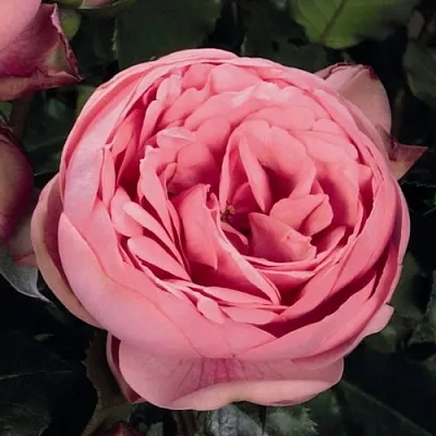 Саженцы роз ХЭППИ ПИАНО чайно-гибридная  Саженцы роз ХЭППИ ПИАНО чайно-гибридная в Хабаровске