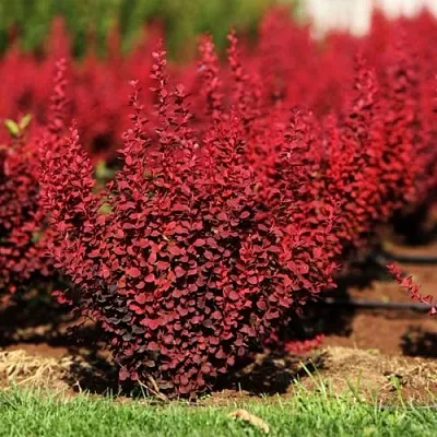 Барбарис ОРАНЖ РОКЕТ тунберга  Барбарис ОРАНЖ РОКЕТ тунберга в Хабаровске