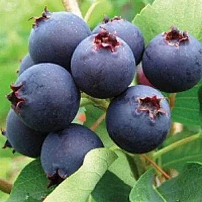 Ирга  Ирга в Хабаровске