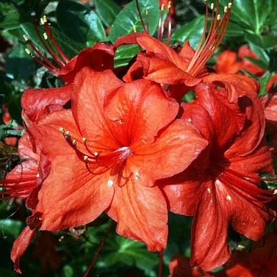 Азалия ДОЛОРОСО листопадная в Хабаровске