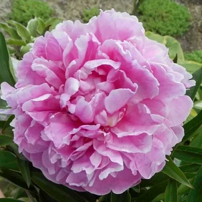 Пион РИМ травянистый  Пион РИМ травянистый в Хабаровске