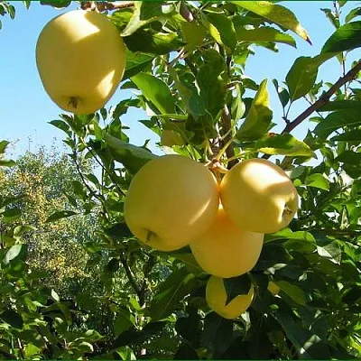 Яблоня ГОЛДЕН МИЛЛЕНИУМ  Яблоня ГОЛДЕН МИЛЛЕНИУМ в Хабаровске