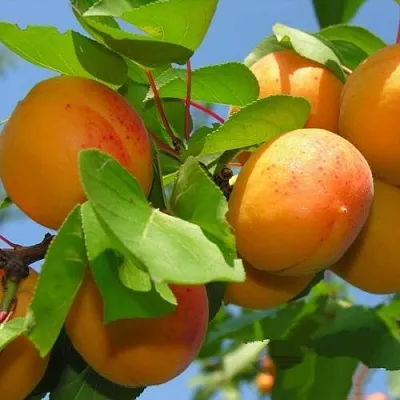 Абрикос КИЕВСКИЙ РАННИЙ в Хабаровске