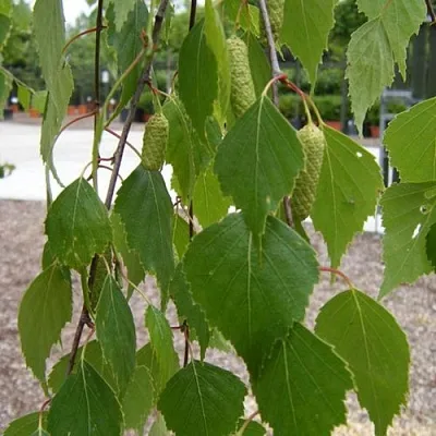 Береза ФАСЦИНЕЙШЕН белая   Береза ФАСЦИНЕЙШЕН белая  в Хабаровске