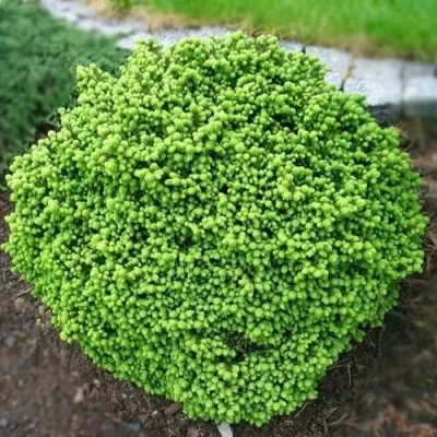 Ель ЛИТЛ ДЖЕМ обыкновенная в Хабаровске