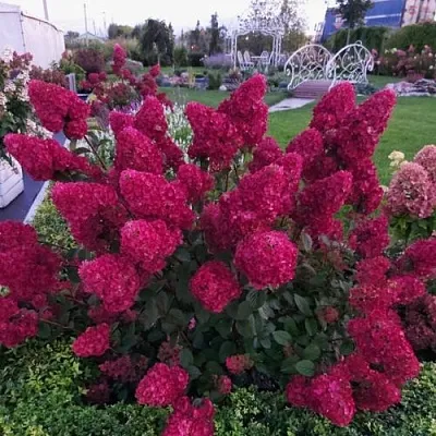 Гортензия САМАРСКАЯ ЛИДИЯ метельчатая  Гортензия САМАРСКАЯ ЛИДИЯ метельчатая в Хабаровске