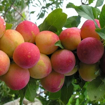 Слива СКОРОПЛОДНАЯ  Слива СКОРОПЛОДНАЯ в Хабаровске