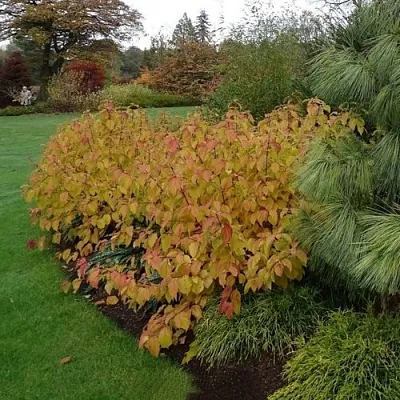 Дерен  АННА ВИНТЕР ОРАНЖ кроваво-красный    Дерен  АННА ВИНТЕР ОРАНЖ кроваво-красный   в Хабаровске