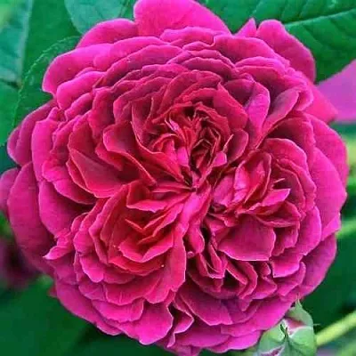 Саженцы роз ВИЛЬЯМ ШЕКСПИР английская  Саженцы роз ВИЛЬЯМ ШЕКСПИР английская в Хабаровске