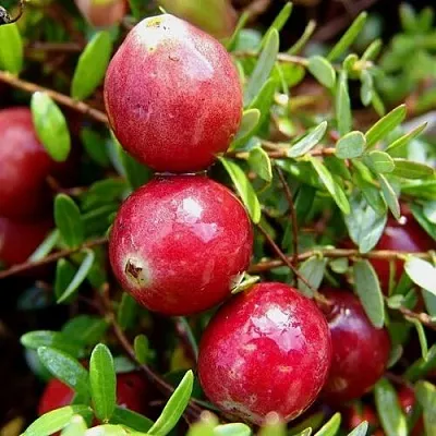 Клюква СТИВЕНС  Клюква СТИВЕНС в Хабаровске