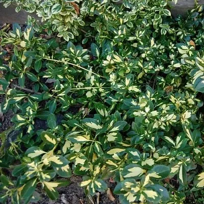 Бересклет САНСПОТ форчуна  Бересклет САНСПОТ форчуна в Хабаровске