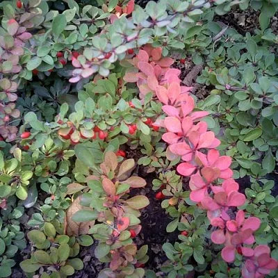 Барбарис ГРИН КАРПЕТ тунберга  Барбарис ГРИН КАРПЕТ тунберга в Хабаровске