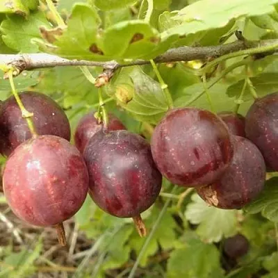 Крыжовник СМЕНА  Крыжовник СМЕНА в Хабаровске