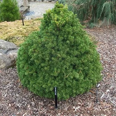 Ель ТОМПА обыкновенная в Хабаровске