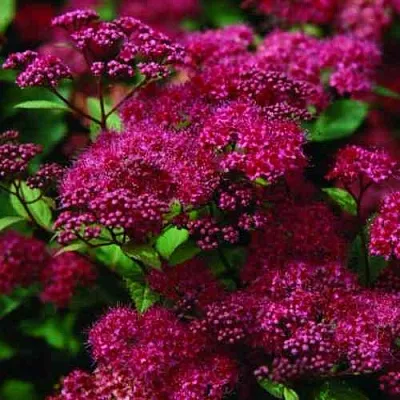 Спирея АНТОНИ ВАТЕРЕР японская в Хабаровске