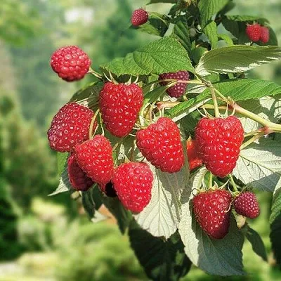 Малина РУБИФОЛ в Хабаровске