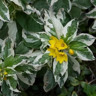 Вербейник АЛЕКСАНДР точечный в Хабаровске